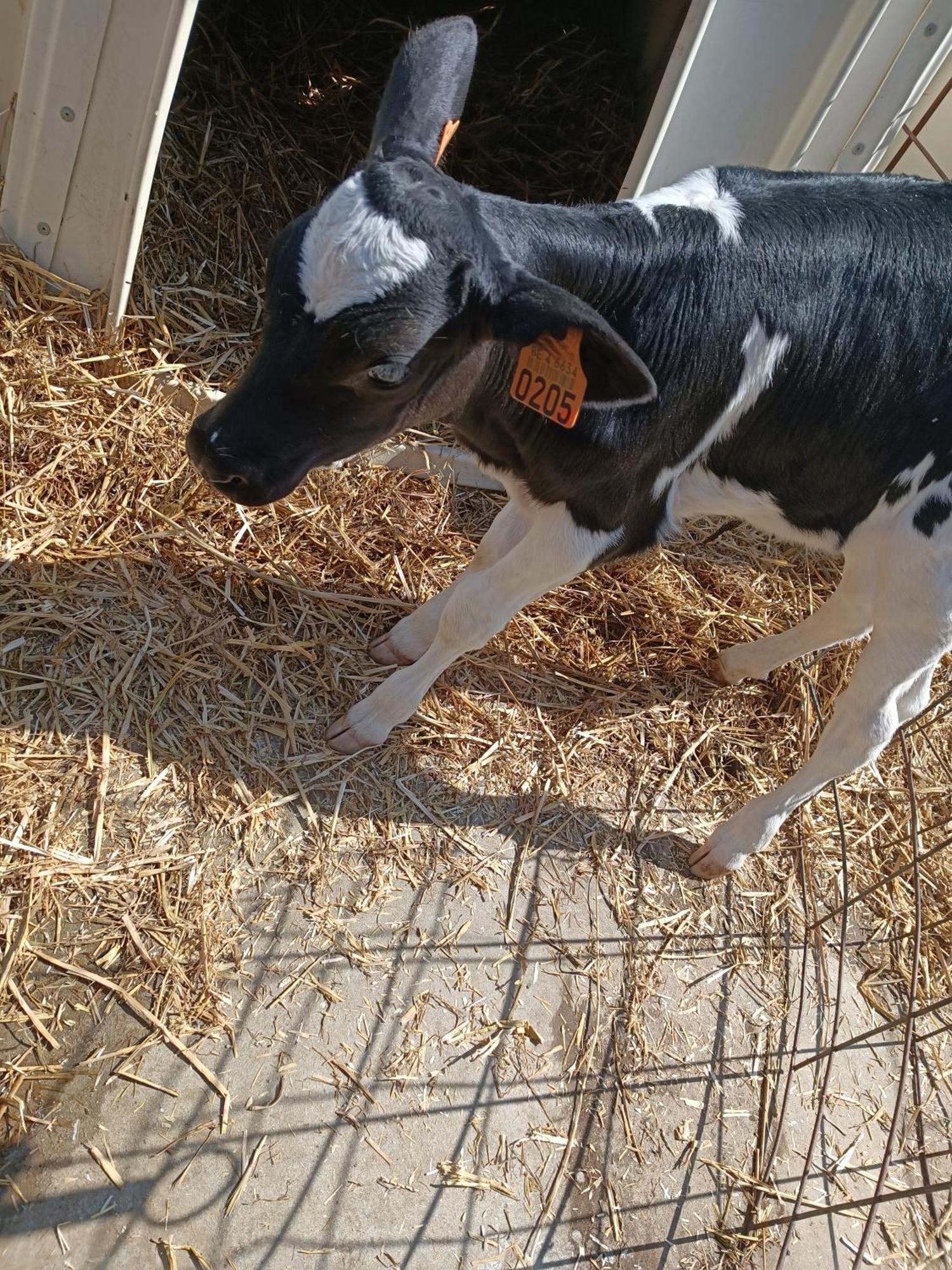 Gite Ferme D'Hurtaux Froidchapelle Ngoại thất bức ảnh